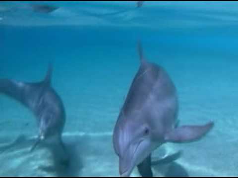 The Delphinidae - Dolphin Family