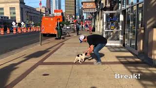 Best Dog Trainers Bethlehem, PA ||| OLK9 Lehigh Valley ||| 2 year old French Bulldog; Rod