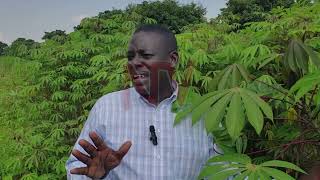 Cassava disease outbreak halts cutting distribution in Northern Uganda