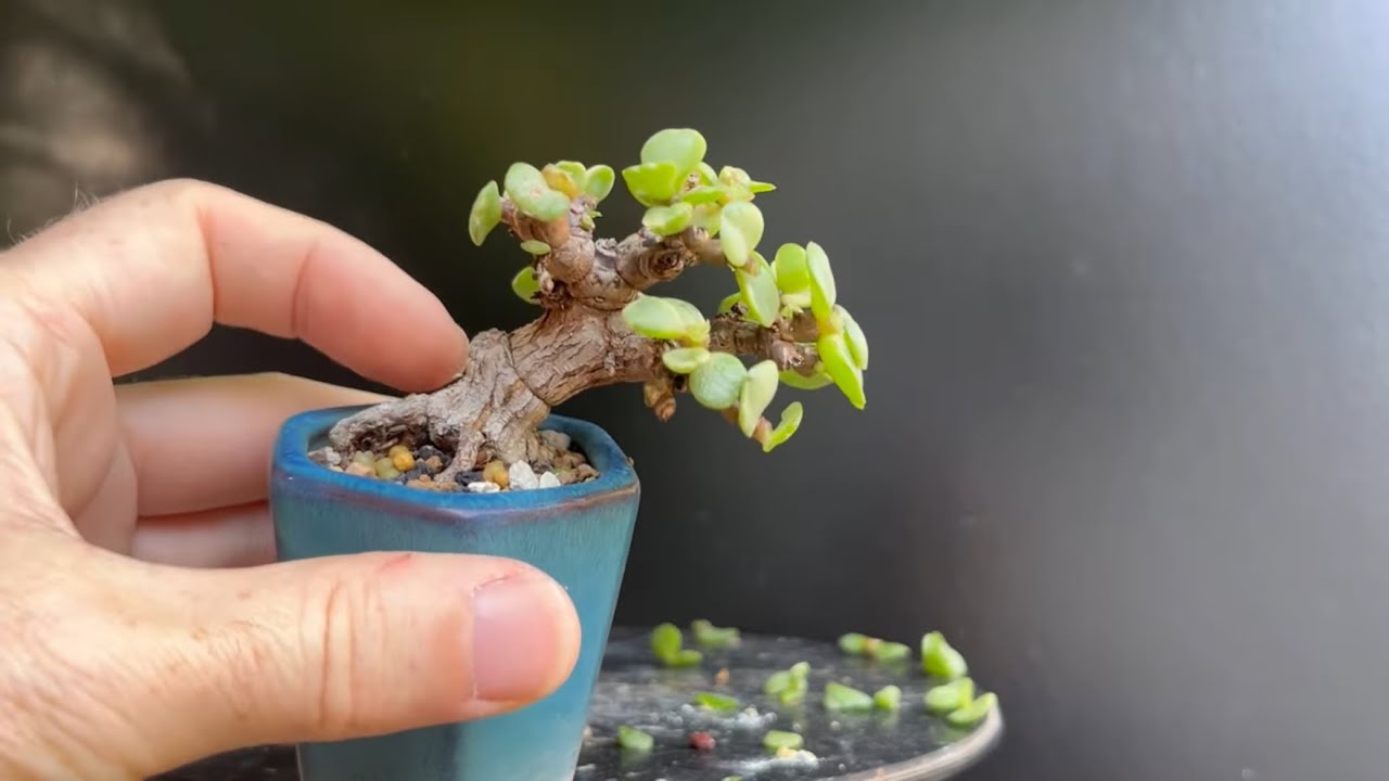 Pruning 12 Miniature Bonsai Trees