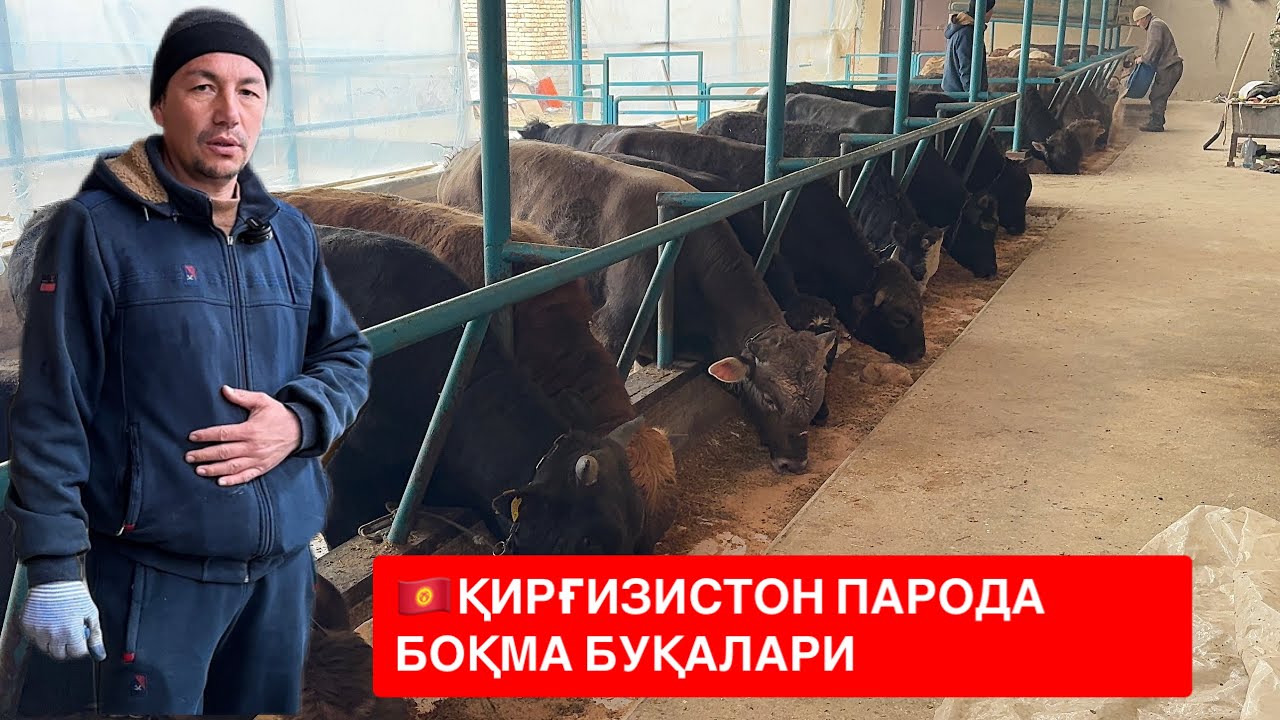 🇰🇬ҚИРҒИСТОН ВА ЎЗИМИЗНИ БОҚМАТ БУҚАЛАР КЕЛДИ СОТИЛАДИ ХАММАСИ.  