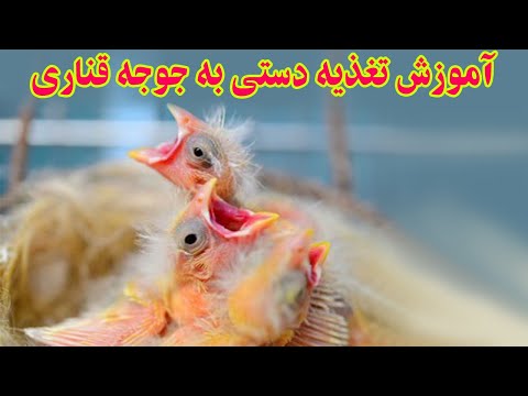 تصویری: نحوه تغذیه جوجه