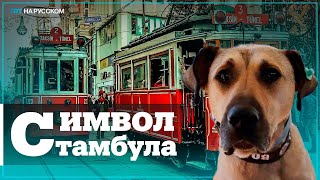 Собака по кличке Боджи стала звездой Стамбула