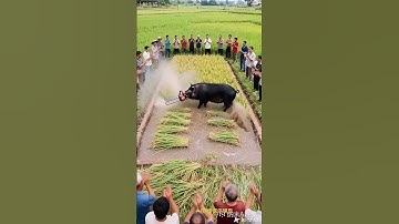 Rarely seen #agricultural planting #rice #harvest season #Boo absurd video