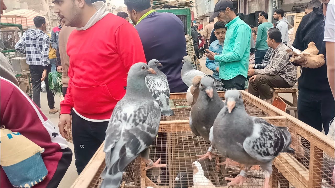 اسعار الحمام والسلاكات🦅 الخشب و دبل الحمام ومضارب العرس واليمام في سوق المحله الكبرى بارقام تليفونات