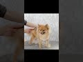 ポメラニアンの抜毛施術　Pomeranian hair removal treatment