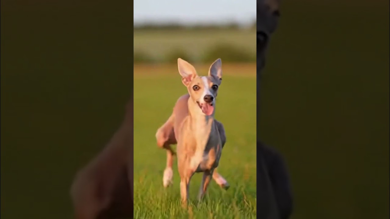 Animals like this make life better 🐾 