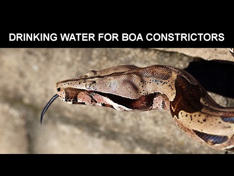 فيديو: Boa Constrictor الزواحف سلالة هيبوالرجينيك ، الصحة ومدى الحياة