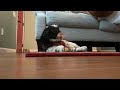 Dog Vacation Music