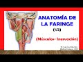  anatoma de la faringe 12 msculos inervacin fcil y sencillo