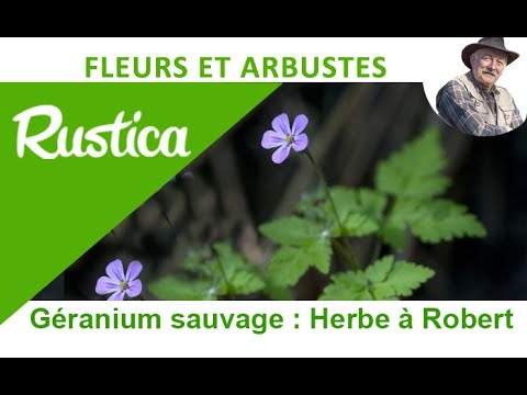 Vidéo: Le géranium sauvage est-il envahissant ?