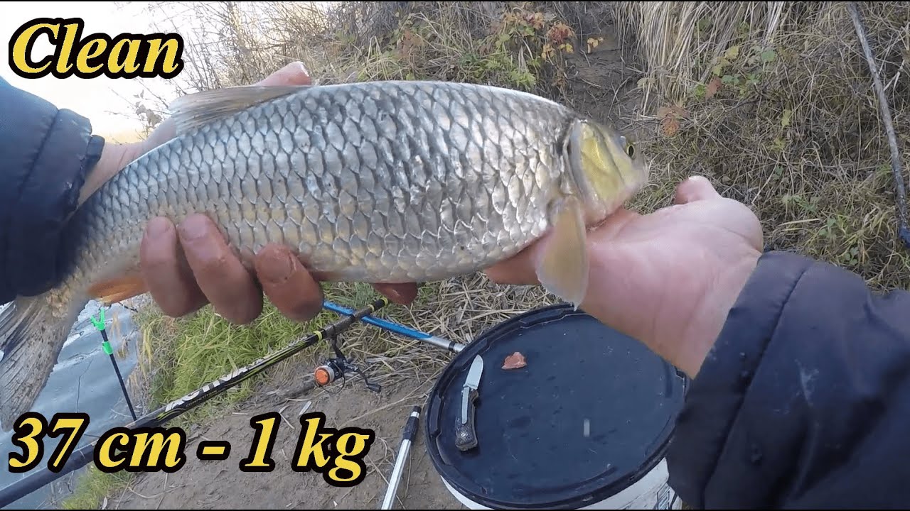 Pescuit la Clean cu Viermi și Ficat Toamna