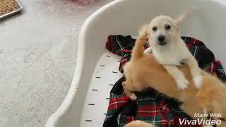 Clon, Cluni,Claritina,Cleto. Ace-Algeciras 2018