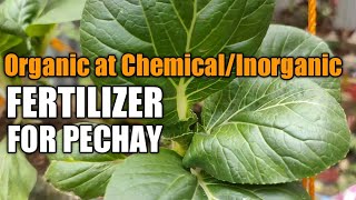 Mga Fertilizer na organic at chemical/inorganic para sa pechay