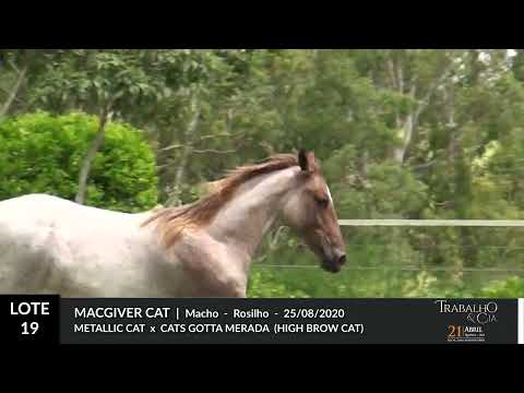 19   MACGIVER CAT