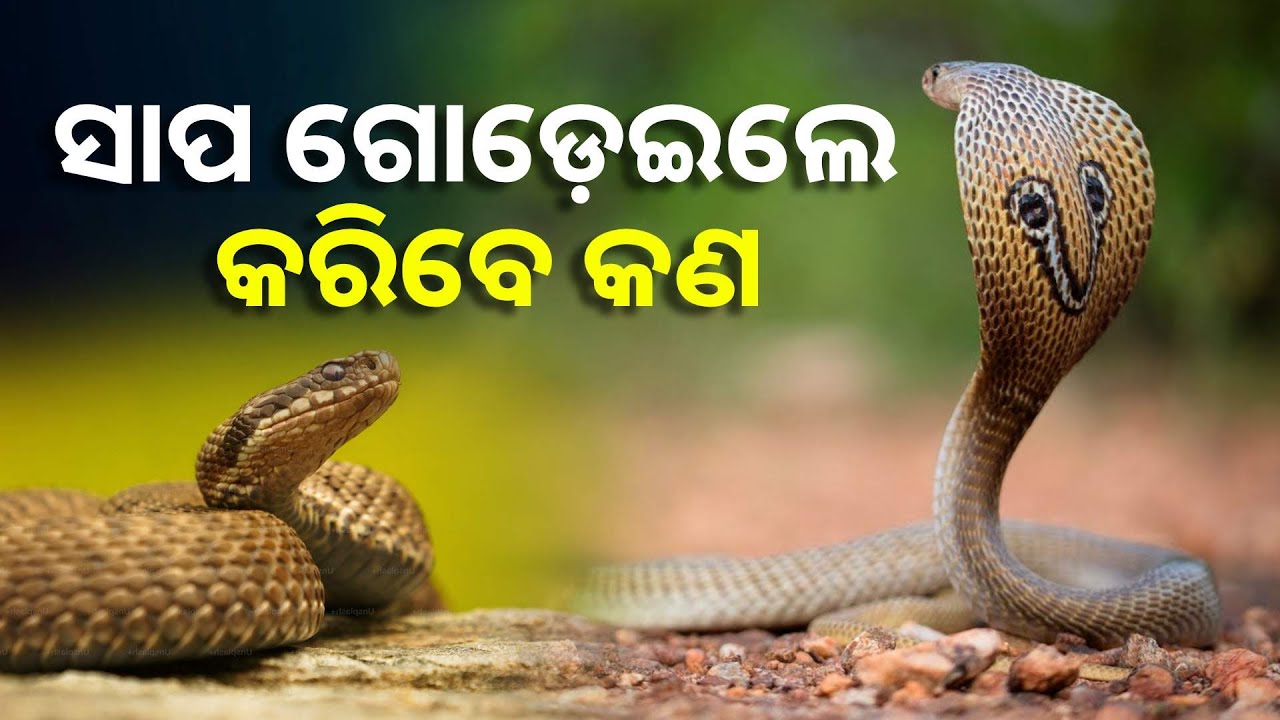 ସାପ ଠାରୁ ବର୍ତ୍ତିବେ କେମିତି ? ଜାଣନ୍ତୁ କଣ କହିଲେ ସର୍ପ ବିଶେଷଜ୍ଞ || Knews Odisha