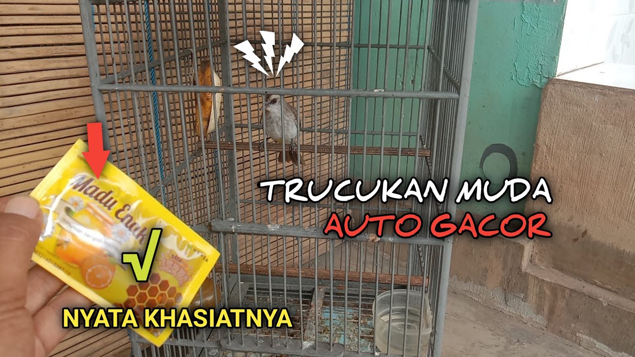 Perawatan Harian Burung Trucukan Bakalan Agar Cepat Gacor Ropel - YouTube