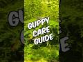 A Quick And Easy Guppy Care Guide!