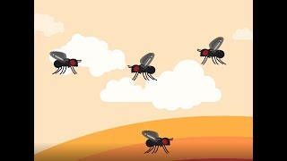 Why fruit flies are so hard to kill