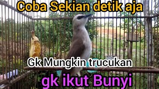 Download Lagu Panggilan Trucuk Muda NGALAS Ropel Tarung‼️ Pancingan Ampuh Trucukan Gacor MP3