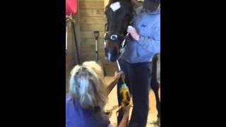 Dental float procedure on a horse
