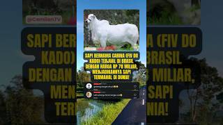 sapi termahal didunia😲 #shorts #beritaterkini #viral #masukberanda #shortsfeed #fyp #sapi