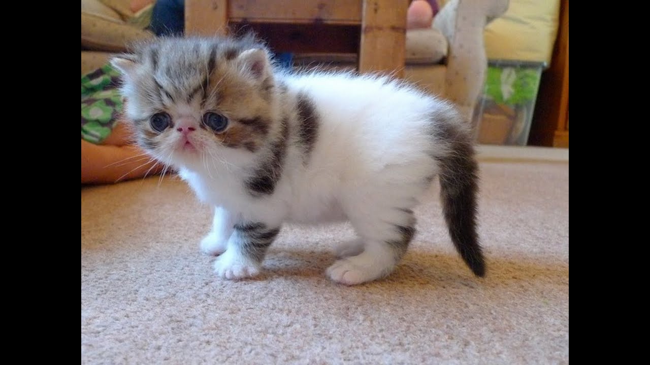Funny animals. Funny cats. Funny dogs 
