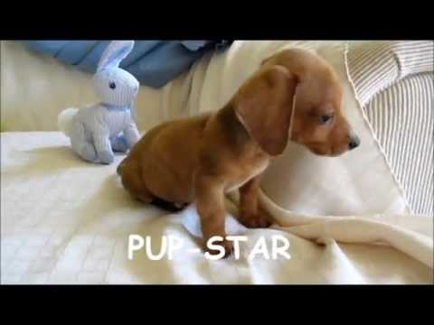 teacup puppies sale md lhasa apso puppies dogs for sale in newark new jersey nj 19breeders paterson teacup puppies sale md lhasa apso puppies dogs for sale in newark new jersey nj 19breeders paterson