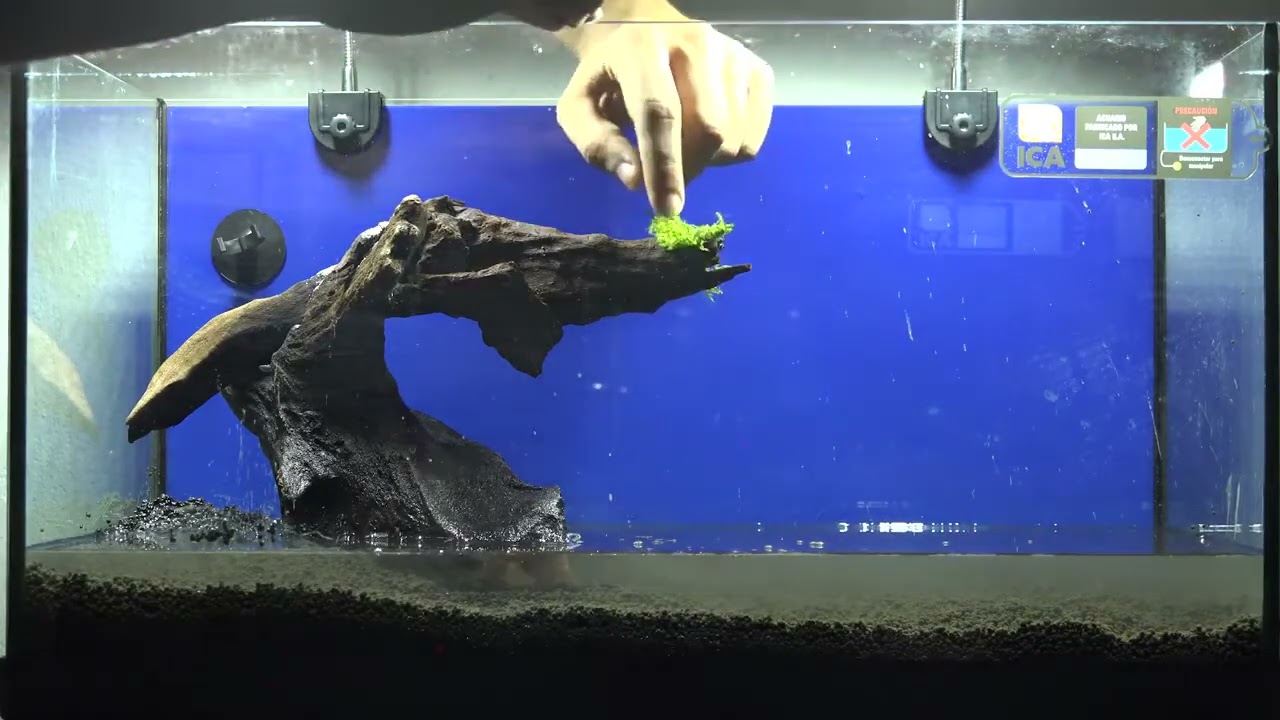 ¿Cómo crear un acuario paisajístico para principiantes? Montaje de un Acuario Aquascaping desde cero