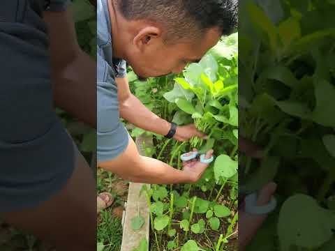 Panen bayam organik #berkebundisampingrumah #aktivitasdiladangberkebun