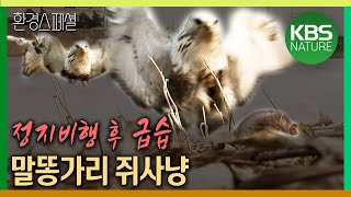정지비행 후 급습, 말똥가리 쥐사냥 [환경스페셜-왕숙천, 도시를 깨우다] / KBS 20080528 방송