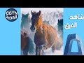 الآلاف من الخيول تعبر حقول الثلوج في الصين 