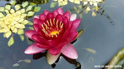 TRỒNG HOA SÚNG TRONG CHẬU NUÔI CÁ BẢY MÀU - NGẮM LẠI VẺ ĐẸP QUYẾN RŨ CỦA HOA SÚNG KÉP ALMOST BLACK