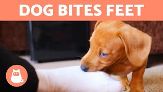 My DOG Keeps BITING My FEET When I Walk ‍♂ (Causes and What to Do)