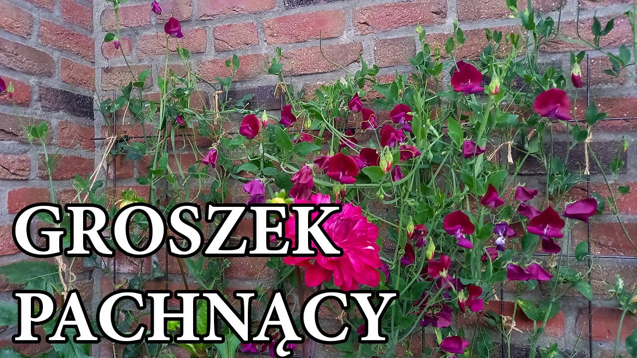 GROSZEK PACHNĄCY / Uprawa / Pielęgnacja / Jak wydłużyć kwitnienie / Kwiaty w ogrodzie / MrsGarden