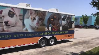 How to get involved with the Louisiana SPCA