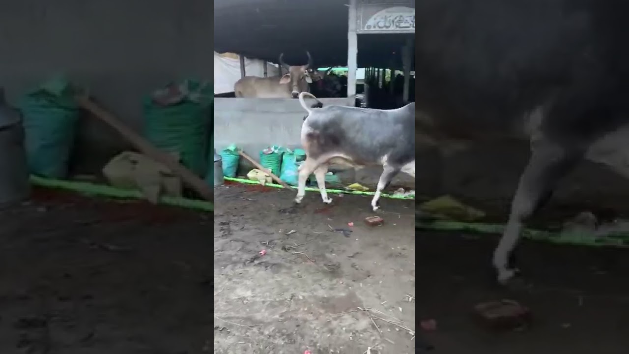 Most beautiful "desi", young and agile bachi of CowHut 2022