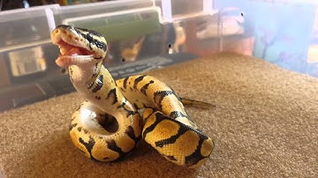 Baby Pastel Ball Python eating a pinky mice..