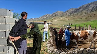 Artificial Insemination on Our Farm… Then We Heard Shocking News