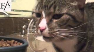 DUBSTEP CAT V2