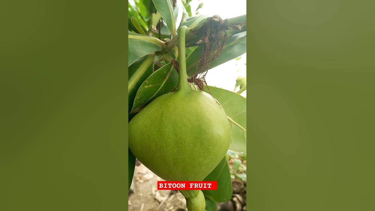 BITOON FRUIT #bohol #philippineisland #nature #cebu #travel #viral # ...