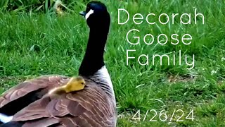 Decorah Goose Family (N2B) ▪︎ Gosling Getting BIG ▪︎ 4\/26\/24 ▪︎ Explore.org