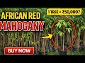 Plant This Tree &amp; Earn Lakhs 💰 African Red Mahogany Business