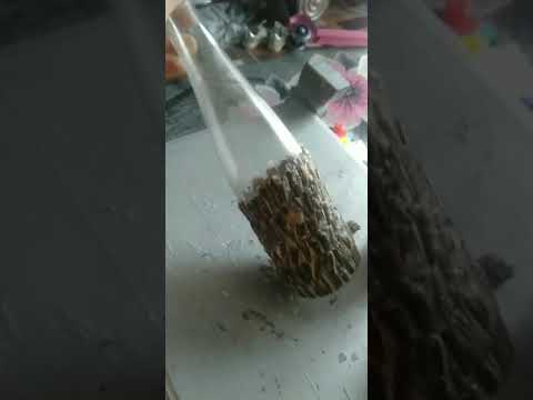 فكرة حلوة ب قشور اللب