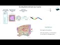 Ролята на системата на комплемента за туморната прогресия: врагът отвътре