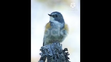 burung kecil suara merdu