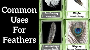 Four Common Uses for Feathers - Feather Function #1
