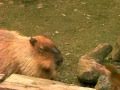 Monkey punches capybara's nose