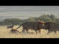 Male Lions Coalition // Wild Extracts // Masai Mara