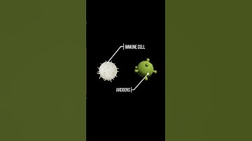 Bijlage helpt het immuunsysteem #wetenschap #feiten #menselijkeanatomie #biologie